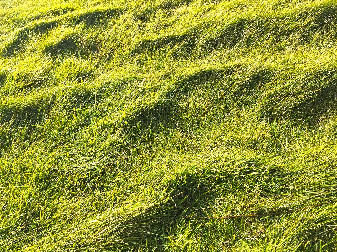 Pastos Hierba Naturaleza - Foto gratis en Pixabay