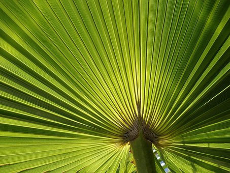 Palma De Abanico, Naturaleza, Sale De