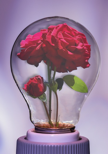 Lamp, Roos, Licht, Bloem, Bloemen