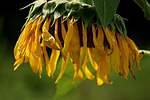 sun flower, blossom, bloom