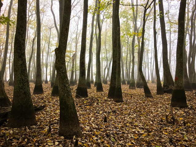 Free Forest Woods photo and picture