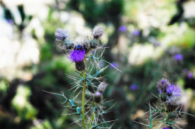 Free Camping Nature photo and picture