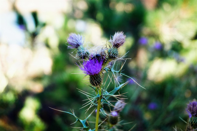 Free Camping Nature photo and picture
