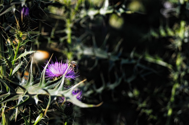 Free Camping Nature photo and picture