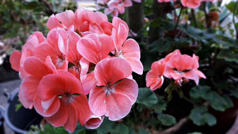 Kwiat, Pelargonia, Flora, DelikatnoÅÄ, PÅatki
