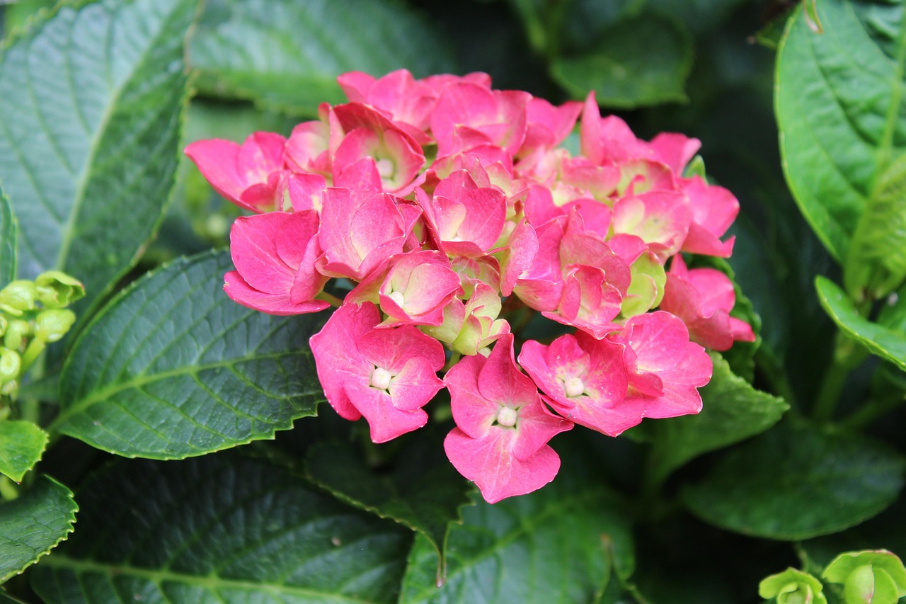 Pink - free online jigsaw puzzle photo