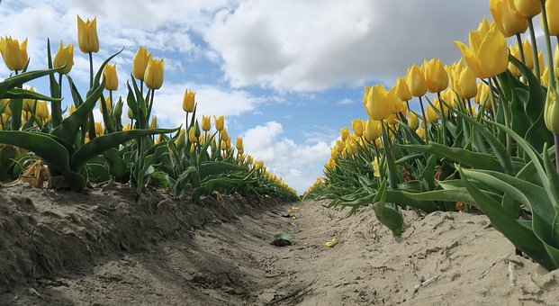 Tulipaner, Natur, Blomster