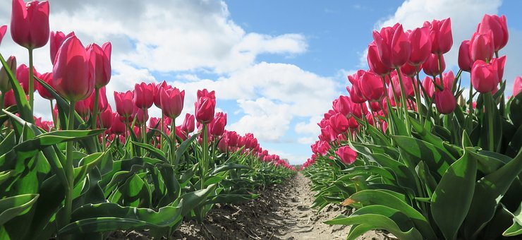 Tulipaner, Blomster, Blomst Baggrund