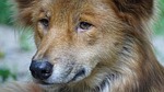 animals, dingo, predators