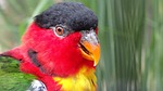 animal, bird, birds