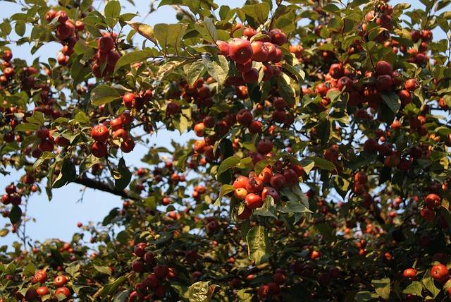 Free Apples Tree photo and picture