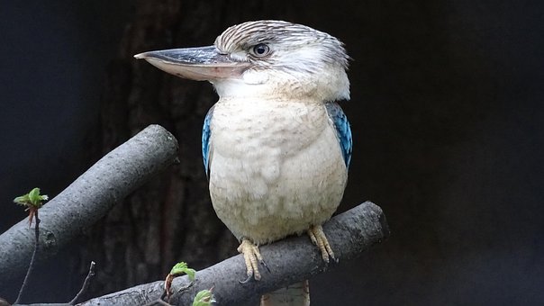 Animals, Birds, Australia, New Guinea