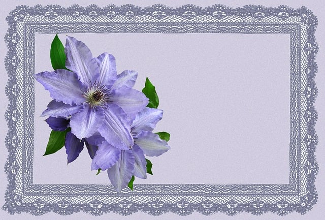 Free greeting card mauve clematis illustration