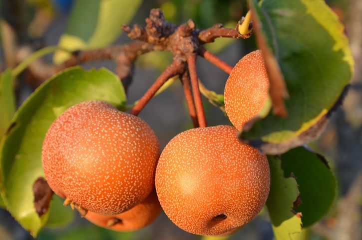 Peren, Nashi-Peren, Japanse Peren