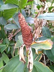 flower, garden, strobilus