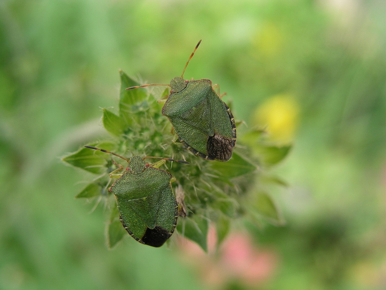 Shield Bug Insect Insect Shield Bug - Free photo on Pixabay