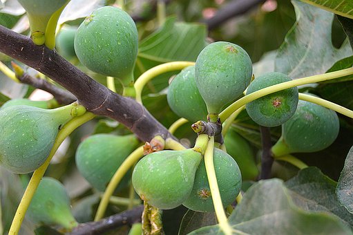 Vijgen Tree Meer dan 100 gratis afbeeldingen van Vijgenboom en Natuur