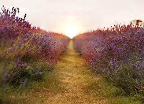 Free Lavender Field photo and picture