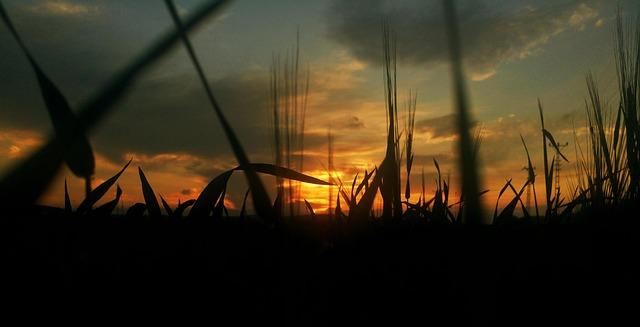 Free Sunset Sun photo and picture
