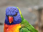 parrot, lorikeet, trichoglossus rainbow