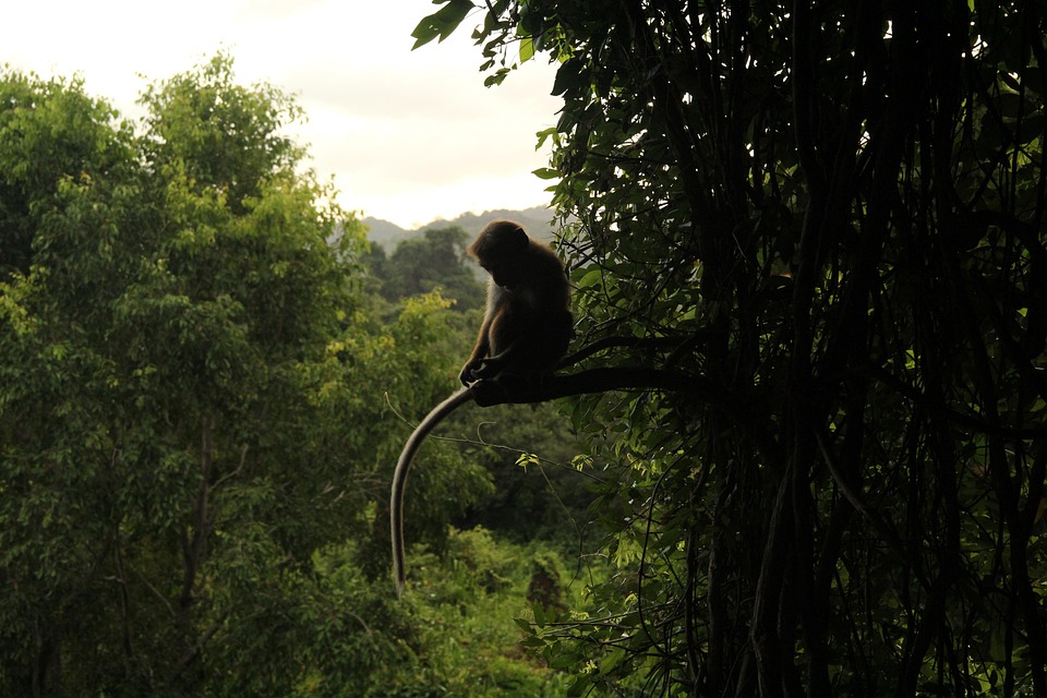 Animales de la selva