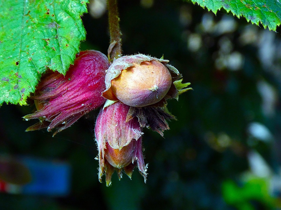 Hazelnut Nature Bush Free photo on Pixabay Pixabay