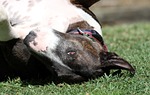dog, bull terrier, canine
