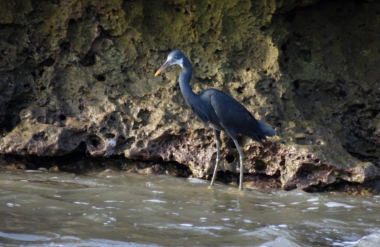 Bird - free online jigsaw puzzle photo