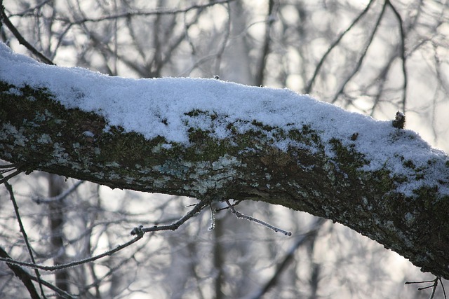 Free Tree Winter photo and picture