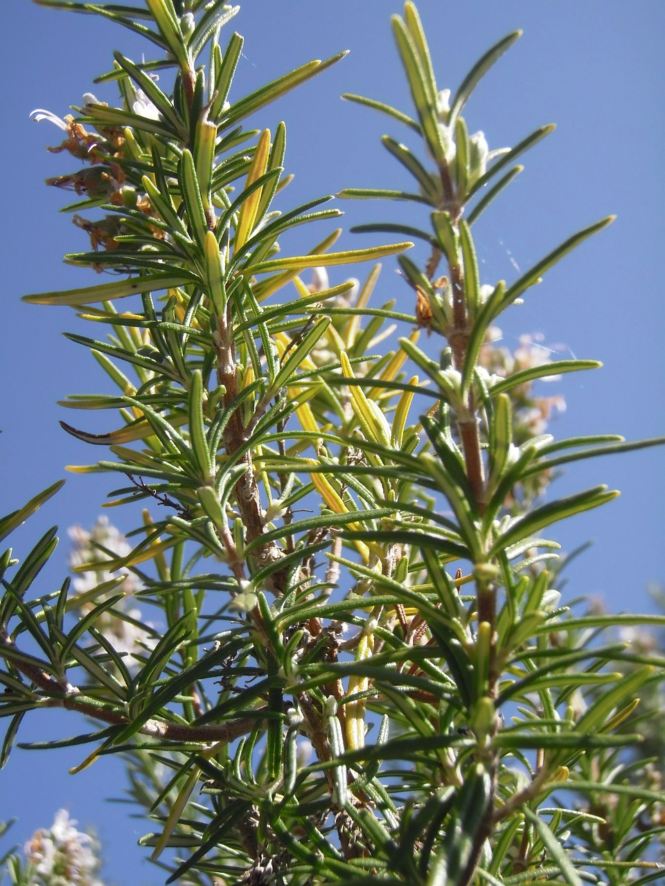 Rosemary Rosmarinus Officinalis Free Photo On Pixabay Pixabay