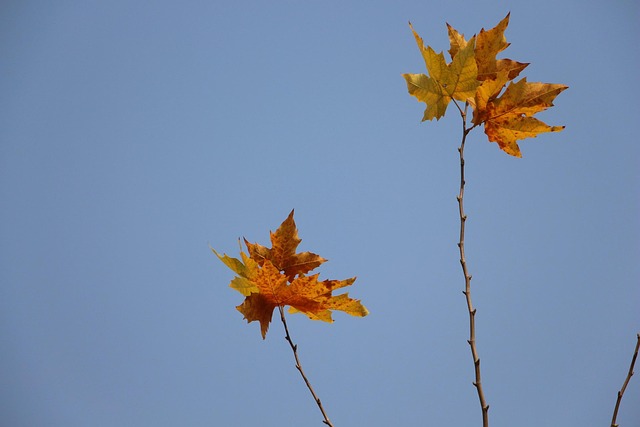 Free Maple Blue Sky photo and picture