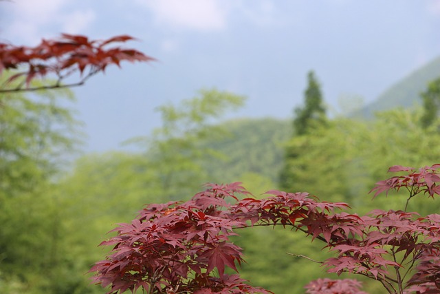 Free Maple Red Leaves photo and picture