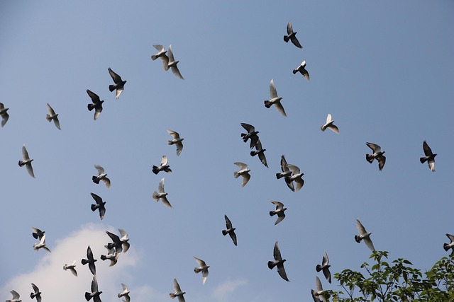 Free Bird Nature photo and picture