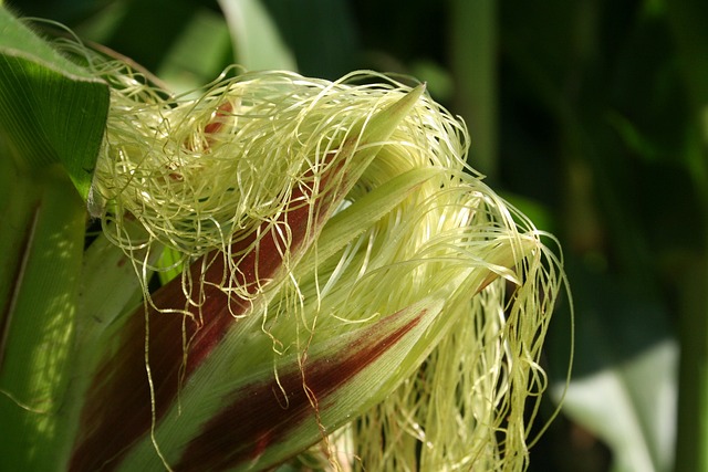 Free Corn On The Cob Corn photo and picture