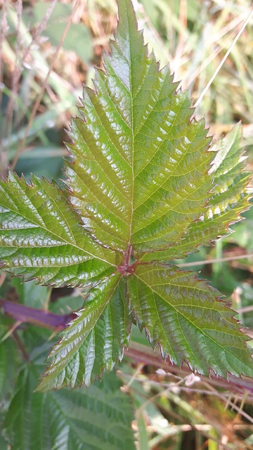 Free Leaf Green photo and picture