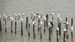 tangier island, birds, bay