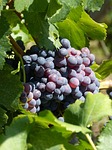 grapes, vineyard, vintage