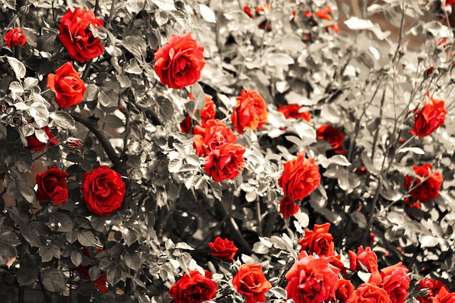 Free Flower Red photo and picture