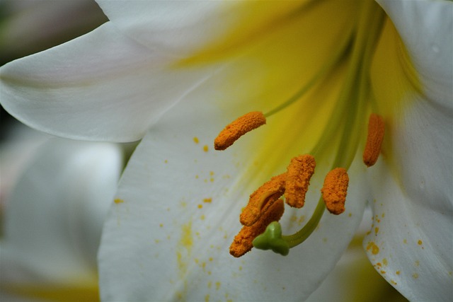 Free Lily Flower Background photo and picture