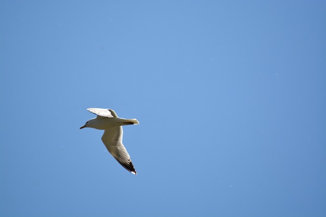 Free Heaven Birds photo and picture