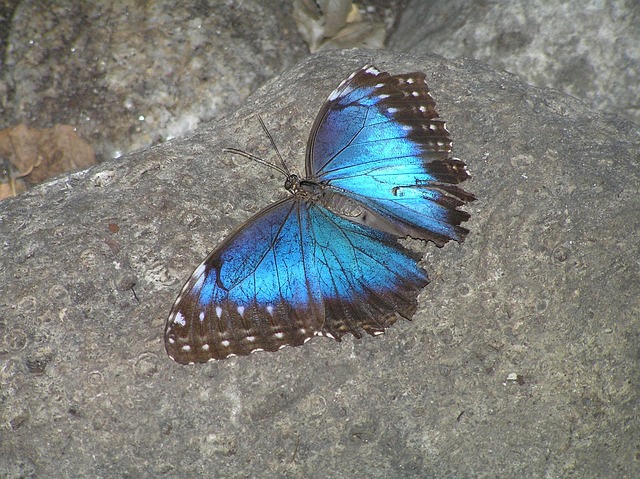 Mariposa, Polilla, Azul, Gris Mariposa