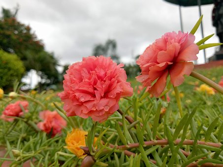Free Pink Flower Dew Drops photo and picture