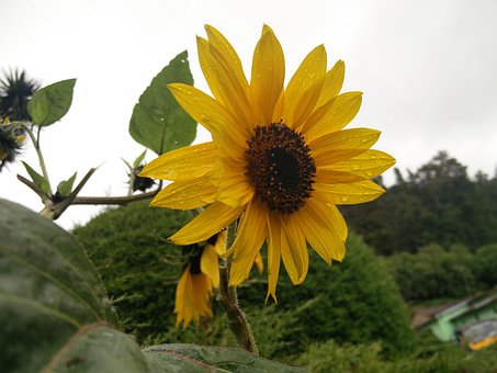 Free Sun Flower Garden photo and picture