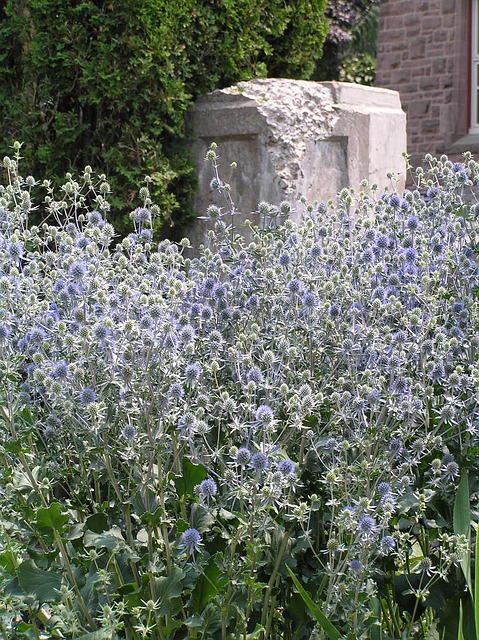 Flores, Naturaleza, Hermosas Flores