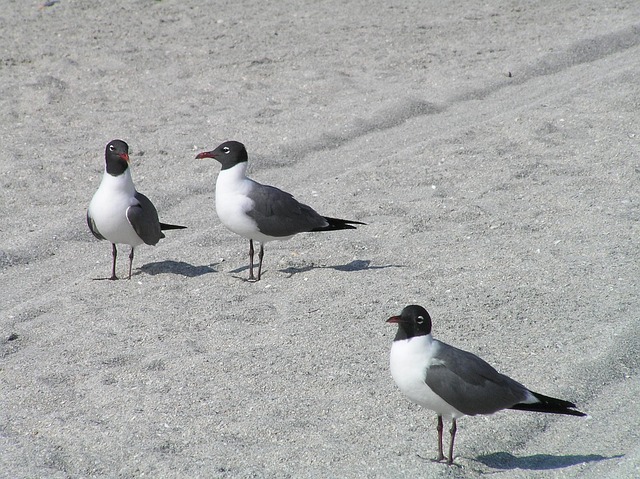 Gaviotas, Naturaleza, Aves, Arena, Playa