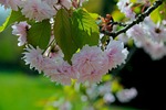 spring, flower, tree