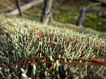 moss, log, forest floor