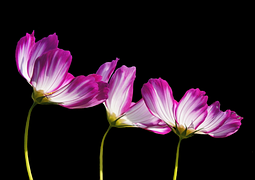 Flowers, Summer, Garden, Plant