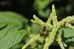 bee, amaranth, flowers