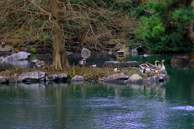 Free Geese Lake photo and picture